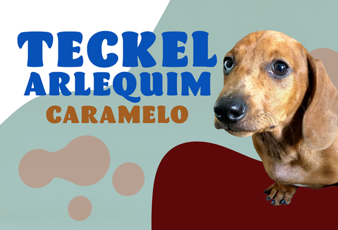 Pititico Dachshund Arlequim Basset Salsichinha