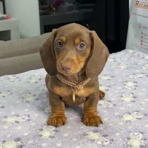 Dachshund Kaninchen
